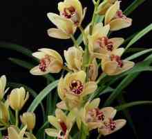 Cymbidium orchid: cum să ai grijă?