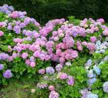 Flori hortensii - ce ar putea fi mai frumos?