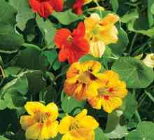 Nasturtium flowers: aplicație, proprietăți utile, fotografie