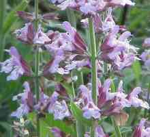 Flori de flori: proprietăți utile, aplicații în medicina populară