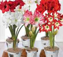 Цветок амариллис: уход в домашних условиях, фото