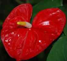 Flori roșii de flori de la Anthurium. Întreținere și îngrijire