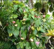 Flori de flori din Anthurium: descriere, cultivare și îngrijire la domiciliu