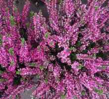 Flower heather la domiciliu: proprietăți de cultivare, îngrijire, reproducere și vindecare