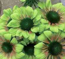 O floare de culoare verde ca ornament de gradina. Numele de culori de culoare verde și fotografie