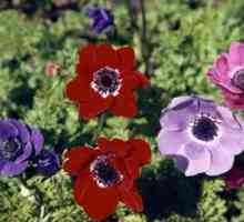 Flori anemone `de kaen`: plantare și îngrijire