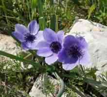 Flori anemone: plantare și îngrijire în aer liber