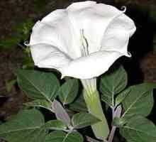 Flori Datura - o planta neobisnuita si magica in gradina ta