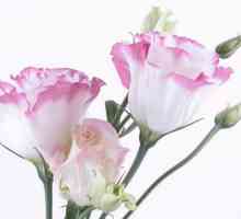 Flori lisianthus: reproducere, plantare, cultivare și îngrijire