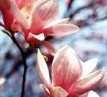 Magnolia flori. Îngrijire, reproducere