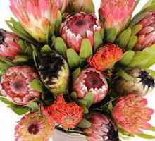 Florile de proteine ​​sunt frumusețile din Africa de Sud cu caracter tropical