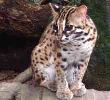 Pisica din Orientul Îndepărtat (pisica leopardă): descriere, habitat, hrană