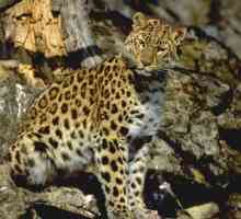 Leopardul din Orientul Îndepărtat este o pisică mare care se află pe punctul de a dispărea