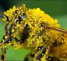 Cadouri de natură pentru protecția sănătății: polenul de flori - proprietăți utile și aplicații