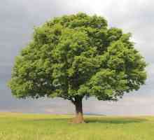 "Pentru a da un stejar": semnificația frazeologiei, a sinonimelor și a interpretării