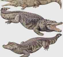 Să ne dăm seama cum crocodilul diferă de aligator