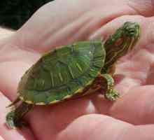 Broască cu broască țestoasă decorativă: Caracteristici de îngrijire