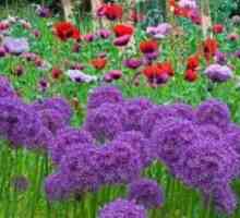 Allium decorativ arcul: plantare și îngrijire în zona de grădină