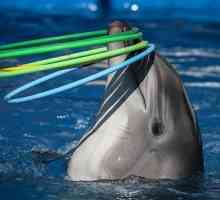 Delfinii din Crimeea - locuri uimitoare