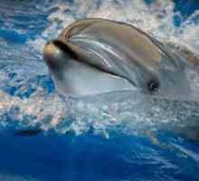 Dolphinarium din Vladivostok: descriere, modul de funcționare
