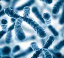 Denver clasificarea cromozomilor ca bază pentru cariotip