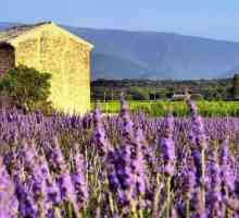 Stilul țării în imagini: Provence și țara franceză