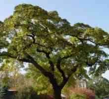Arbore de catifea Amur. Boabe pentru sănătate