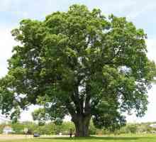 "Copacul este înrădăcinat și persoana este prietenă": sensul frazeologiei și al…