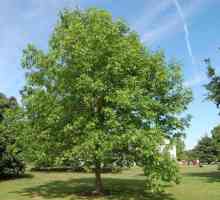 Дерево ясень пенсильванский: описание, выращивание, фото