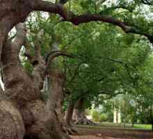 Tree camfor: descriere, proprietăți utile și aplicații