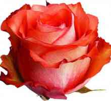 Drăguț trandafir al iguanei ca simbol al iubirii și pasiunii