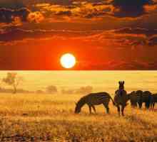 Natura sălbatică a Africii, caracteristicile și descrierea acesteia