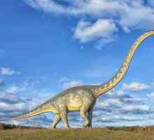 Dinozaurii cu gât lung: soiuri, descriere, habitat