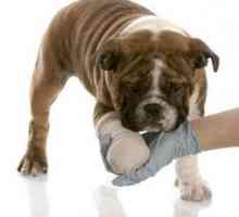 Displazia la câini: grad, cauze, tratament