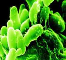 Pentru ce sunt folosite bifidobacteriile? Conținutul bifidobacteriilor este scăzut: ce trebuie să…