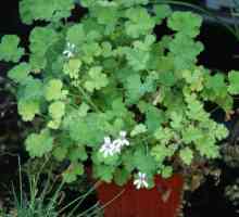 Home geranium: proprietăți medicinale
