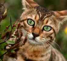 Acasă pisica leopard - întruparea harului și rafinament