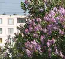 Puncte de atractie ale capitalei: Gradina de lila din Moscova