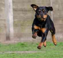Trainingul Rottweiler: trăsături, reguli și recomandări