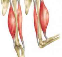 Bicepsul muscular: funcții, structură. Care sunt mișcările arbitrare ale musculaturii bicepsului…