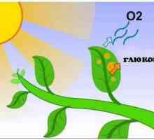 Respirația în plante apare în celulele organelor. În celulele ale căror organe respiră în plante?