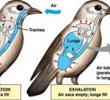 Sistemul respirator al păsărilor: funcții, structură