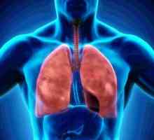 Sistemul respirator: structura organelor. Pleura este ... Cavitatea pleurală a plămânilor