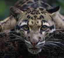 Smochy leopard: poza unui animal, descriere, fapte interesante