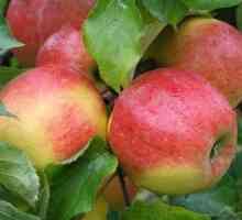 Jonagold (măr): o descriere a soiului, fotografie