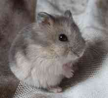 Dzhungar hamsters: descriere, îngrijire și întreținere la domiciliu