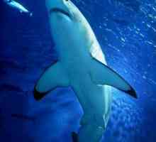 Există rechini în Marea Mediterană? Tipuri de rechini