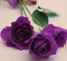Există trandafiri purpurii în natură?