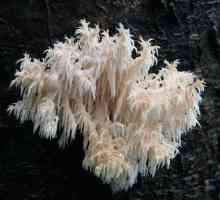 Blackberry coral: descriere, locație, proprietăți