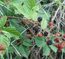 Blackberry: plantarea și îngrijirea, reproducerea butașilor, straturi. Blackberry Bouncing